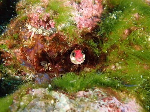 Cocos barnacle blenny (Acanthemblemaria atrata) — Chaenopsidae — 5