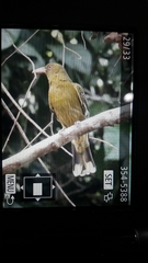 Oriolus flavocinctus