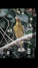 Oriolus flavocinctus