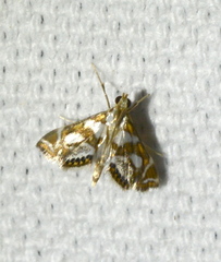 Chrysendeton medicinalis