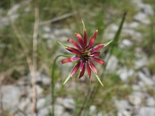Tragopogon crocifolius (Tragopogon crocifolius)