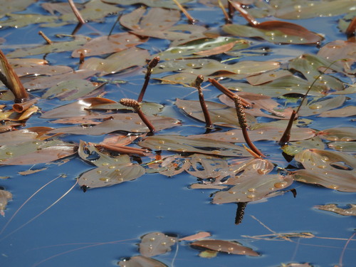 floating pondweed (Potamogeton natans)
