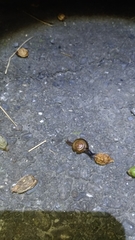 Macrochlamys hippocastaneum