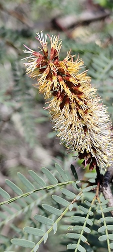 Foto de Algaroba
