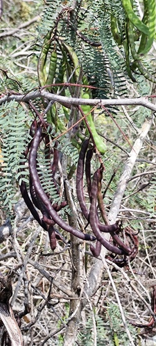 Foto de Algaroba