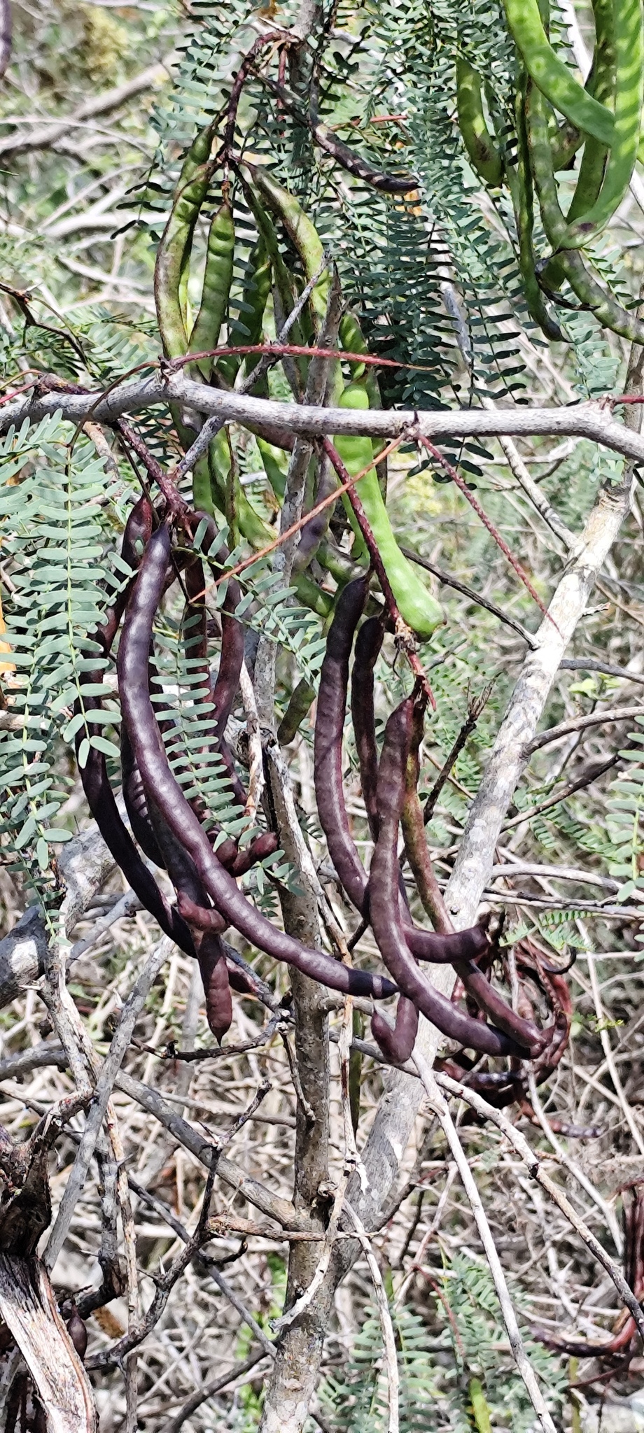 Imagem de Algaroba