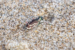 Cicindela bellissima