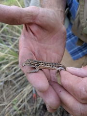 Sceloporus slevini