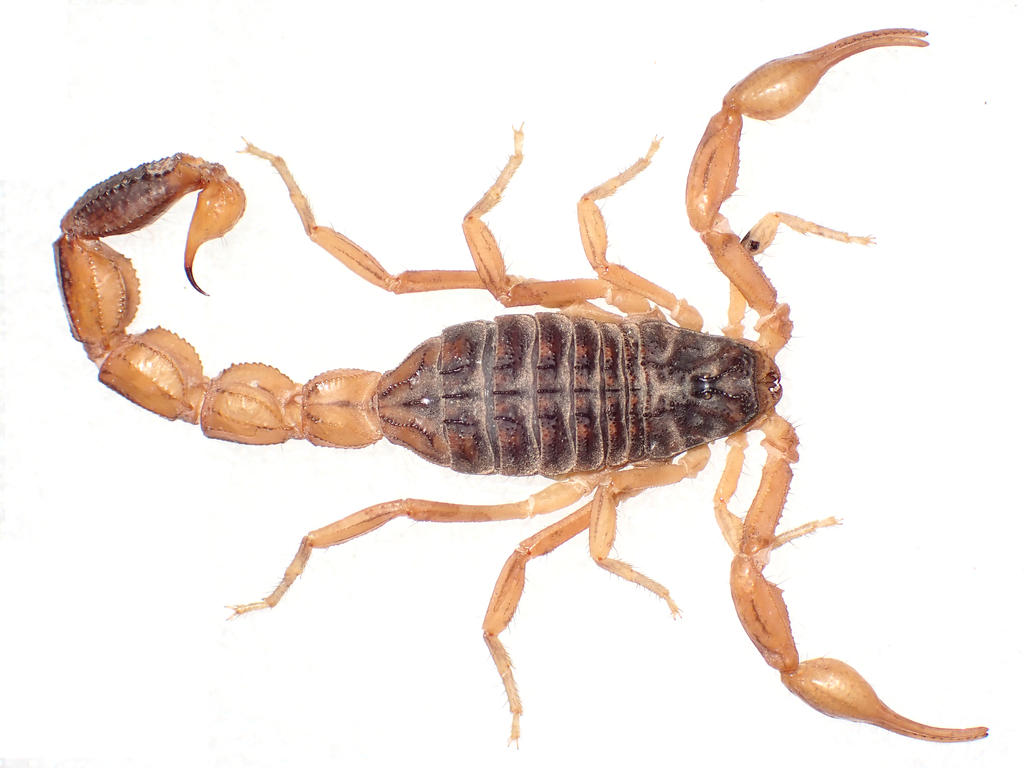 Olivierus brutus