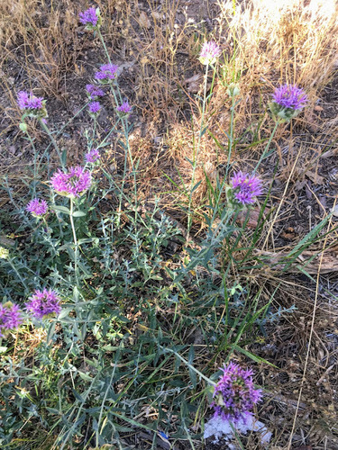 Monardella linoides ssp. oblonga