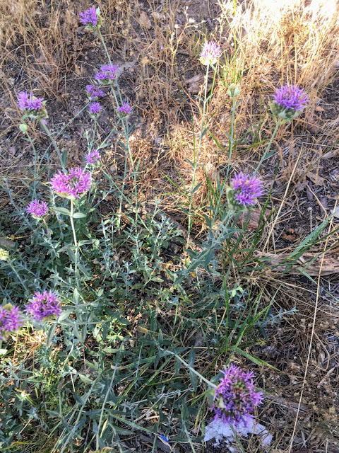 Monardella linoides ssp. oblonga