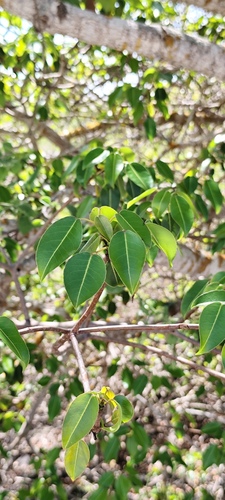 Foto de Mancenilheira