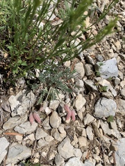 Oxytropis oreophila