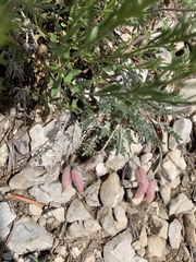 Oxytropis oreophila