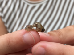Chondropoma