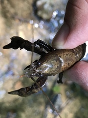 Cambarus tenebrosus