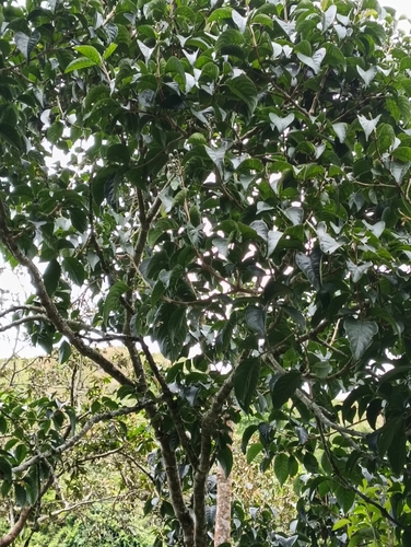 Juteira