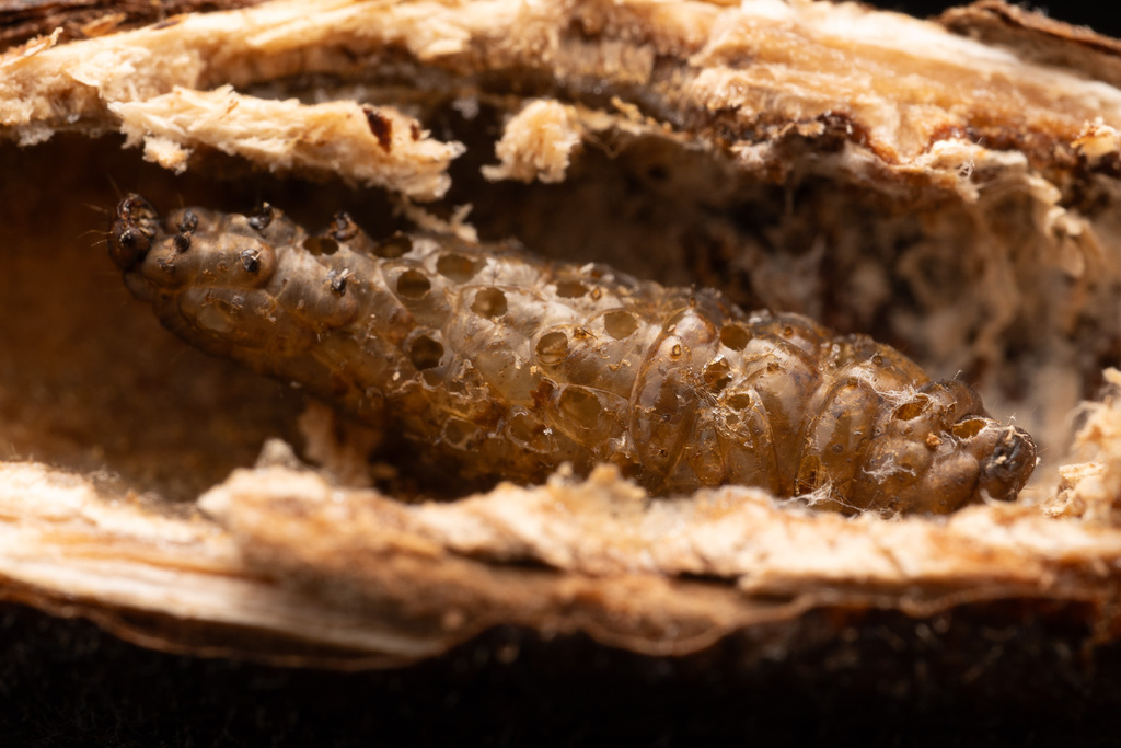 Copidosoma gelechiae