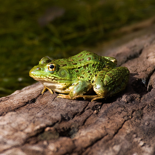 Chiricahua Leopard Frog