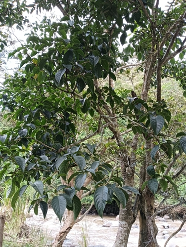 Foto de Juteira