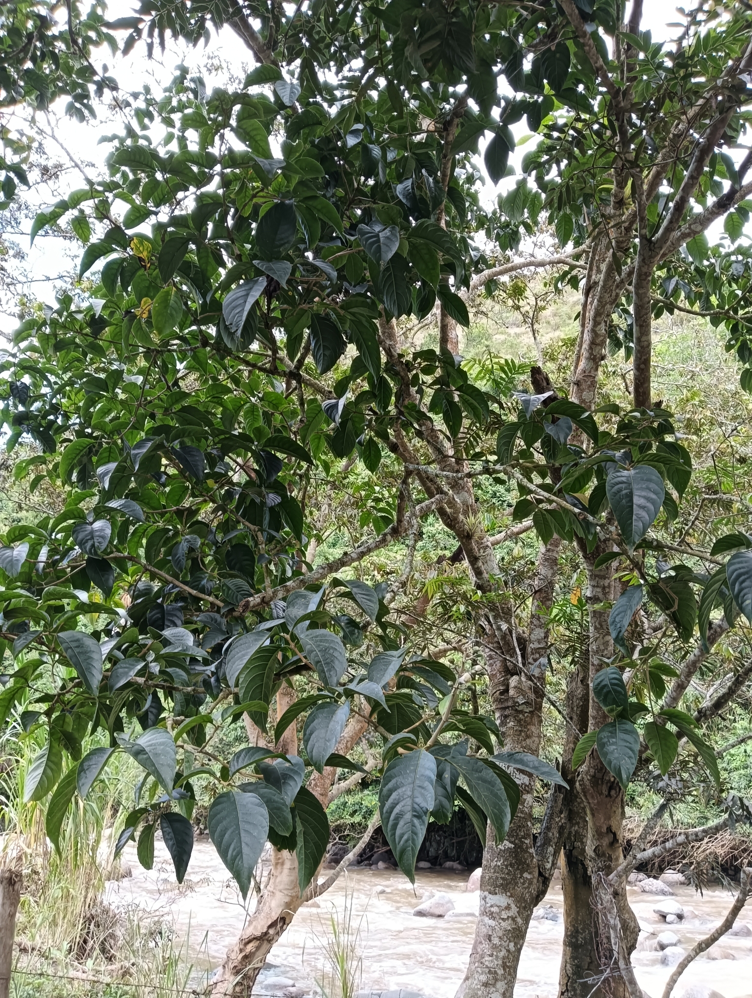 Imagem de Juteira
