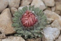 Townsendia condensata