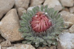 Townsendia condensata