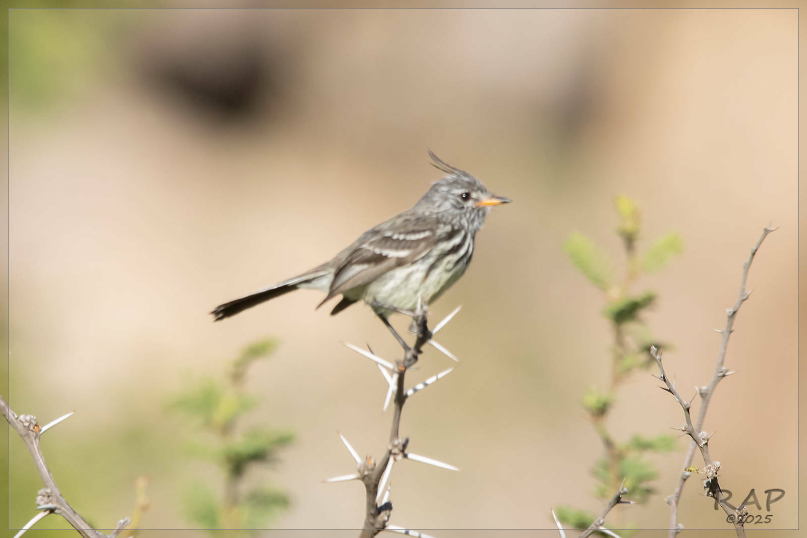 Yellow-billed Tit-Tyrant (Anairetes flavirostris), photo 5