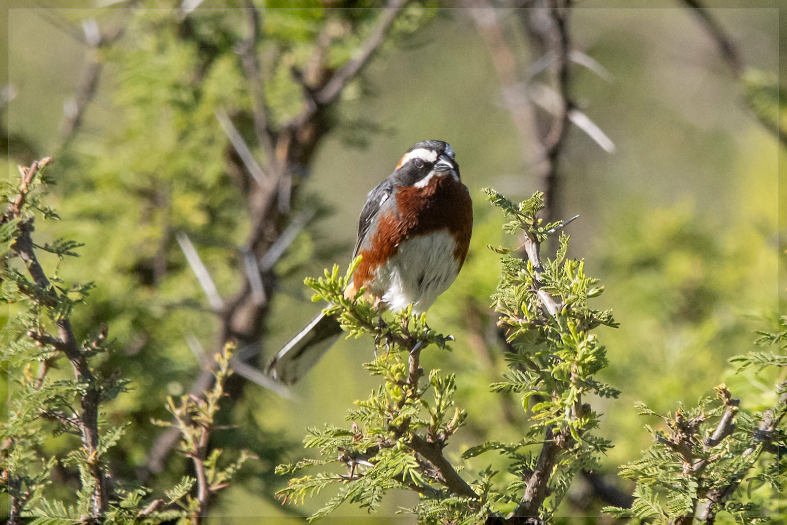 Black-and-chestnut Warbling Finch (Poospiza whitii), photo 4