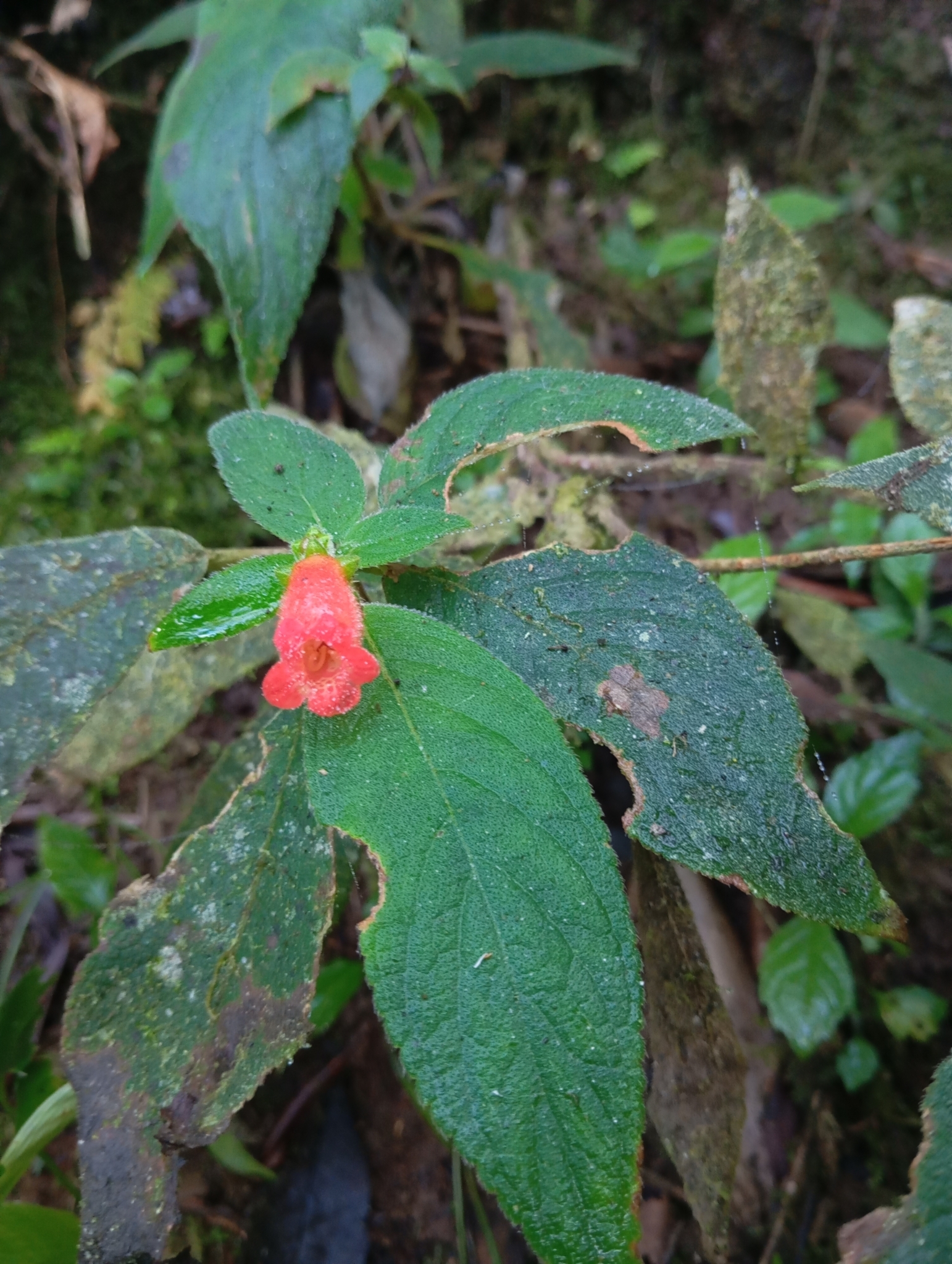 Imagem de Canela-de-ema
