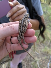 Sceloporus slevini