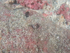 Whiteback Signal Blenny photo 2