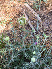 Monardella linoides oblonga