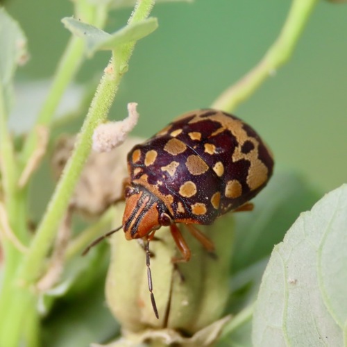 Orsilochides scurrilis (Orsilochides scurrilis)