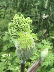 Angelica triquinata