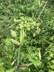 Angelica triquinata