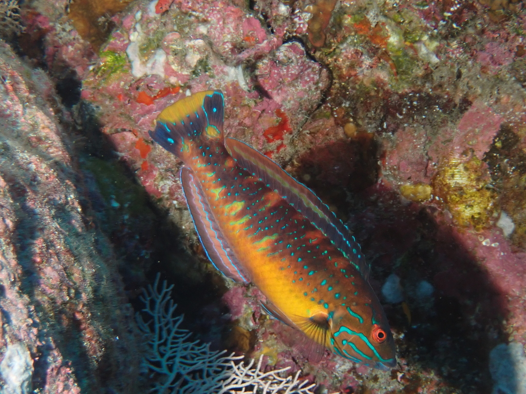 Clipperton wrasse (Halichoeres discolor) — Labridae