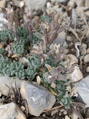 Draba jaegeri