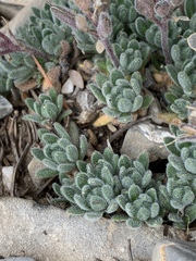 Draba jaegeri