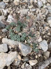 Draba jaegeri