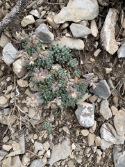 Draba jaegeri