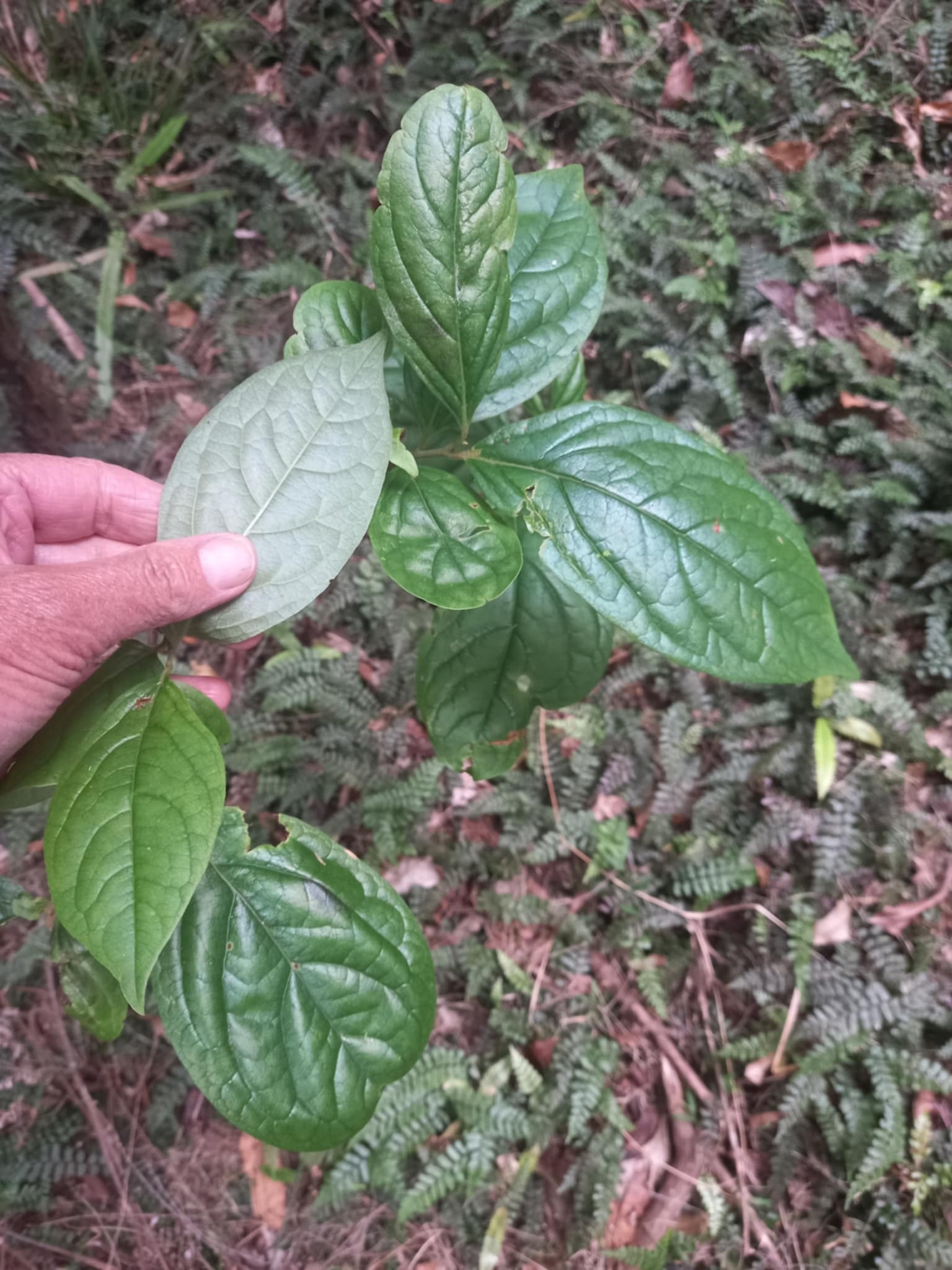 Photo by mark_smale via iNaturalist (Copyright mark_smale)