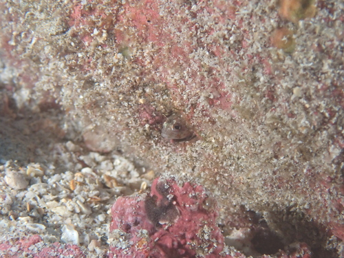 Emblemaria nivipes observed 2024-12-01