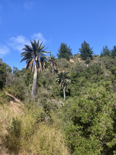 Foto de Coqueiro-do-chile
