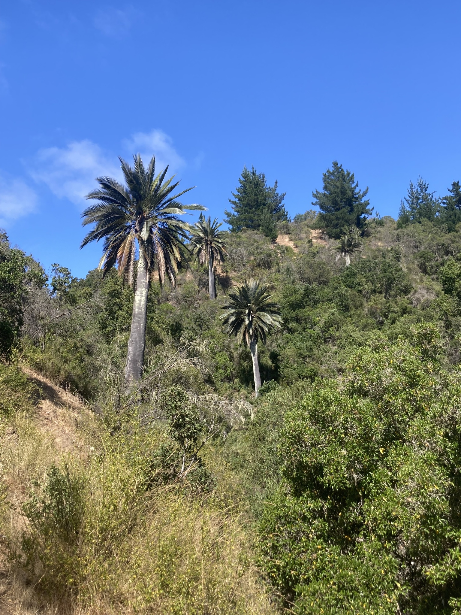 Imagem de Coqueiro-do-chile