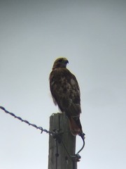 Buteo jamaicensis