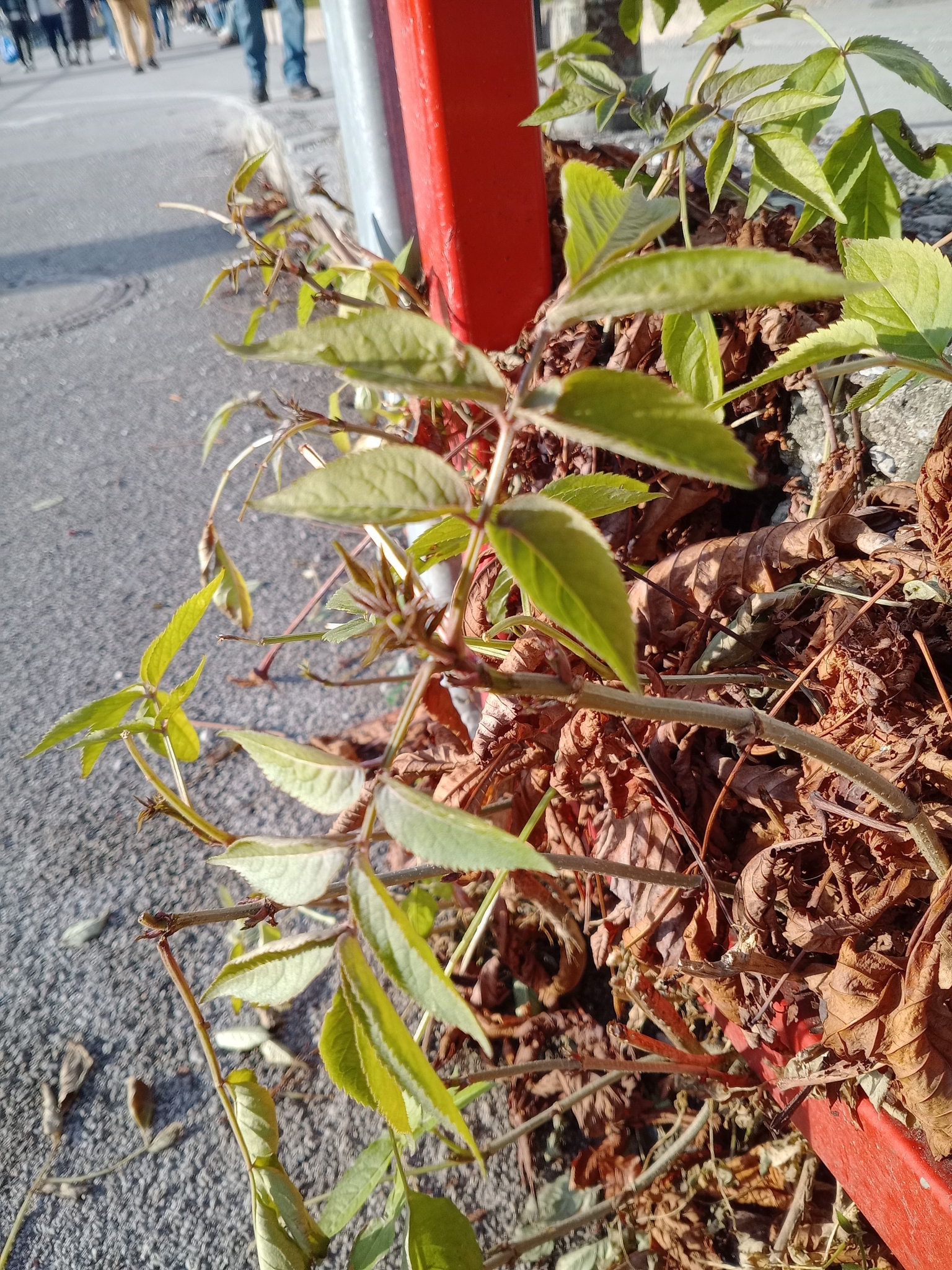 Imagem de Sabugueiro