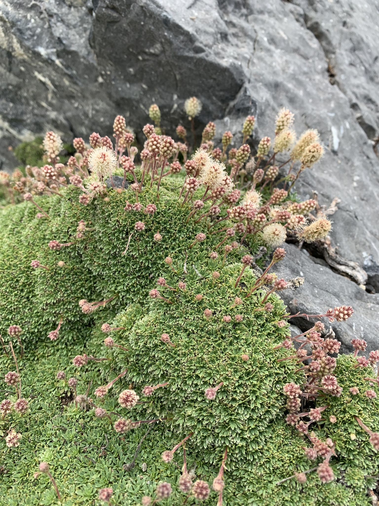 Petrophytum