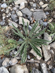 Frasera albomarginata