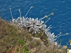 Centaurea ragusina